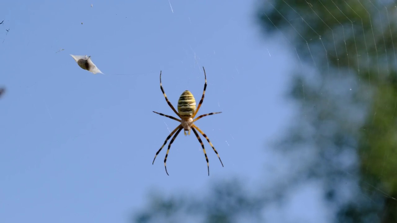 蓝天下的蜘蛛网上的蜘蛛特写，阿吉欧佩·布鲁尼奇视频素材
