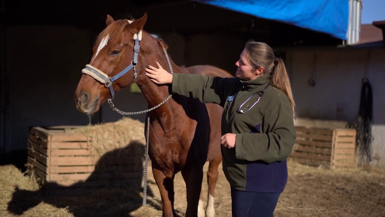 女兽医抚摸马和奖励。视频下载