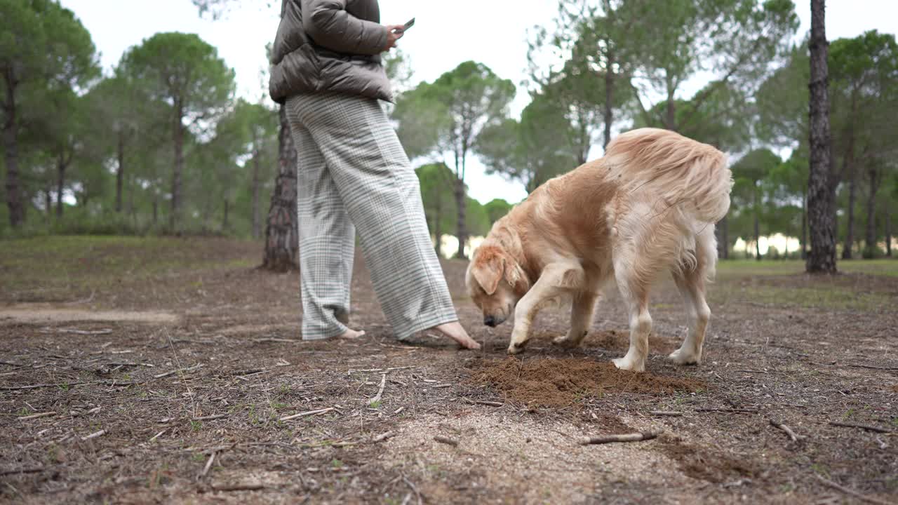 金毛寻回犬和主人在森林里挖沙子。视频下载