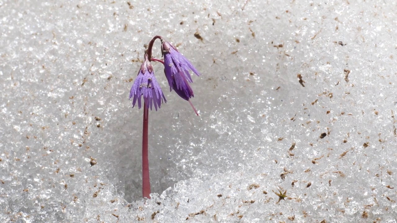 春天的雪铃，阿尔卑斯山，索尔达内拉高山，视频下载
