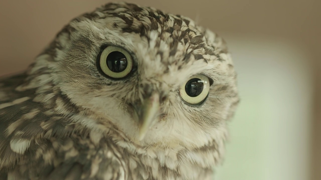 令人惊叹的穴居猫头鹰的ECU直视镜头，瞳孔大小上下波动视频下载