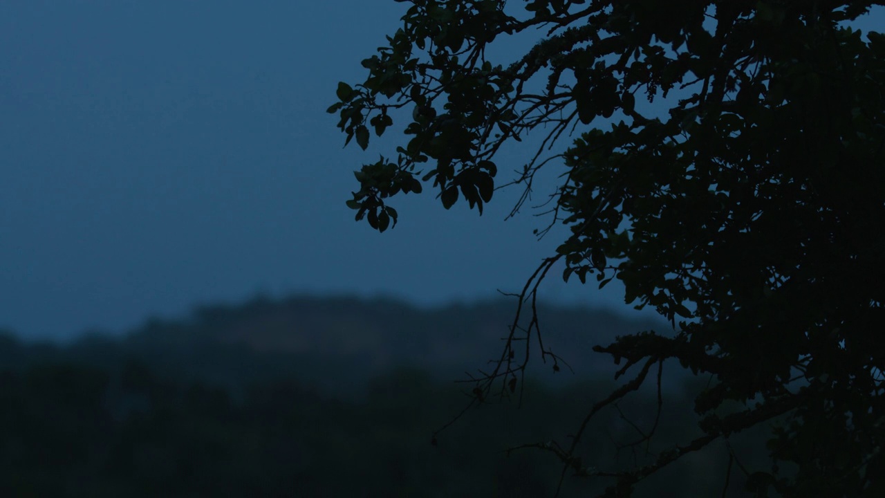 夜间拍摄的树叶在风中吹在一棵大橡树的树枝上视频素材