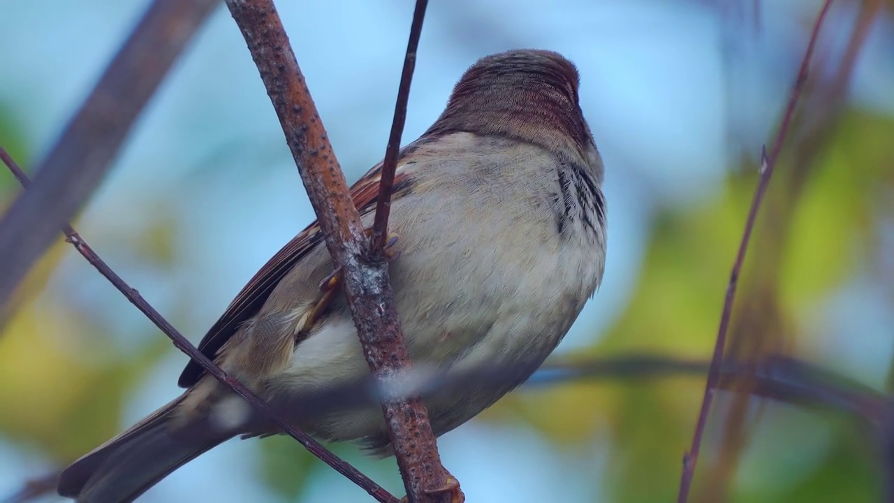 鸟-家麻雀(Passer domesticus)坐在树枝上，在一个寒冷的阳光明媚的秋日。视频下载