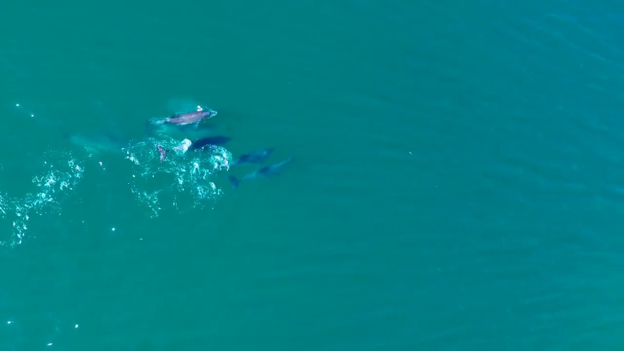 海豚在大西洋中嬉戏和跳跃的鸟瞰图视频素材