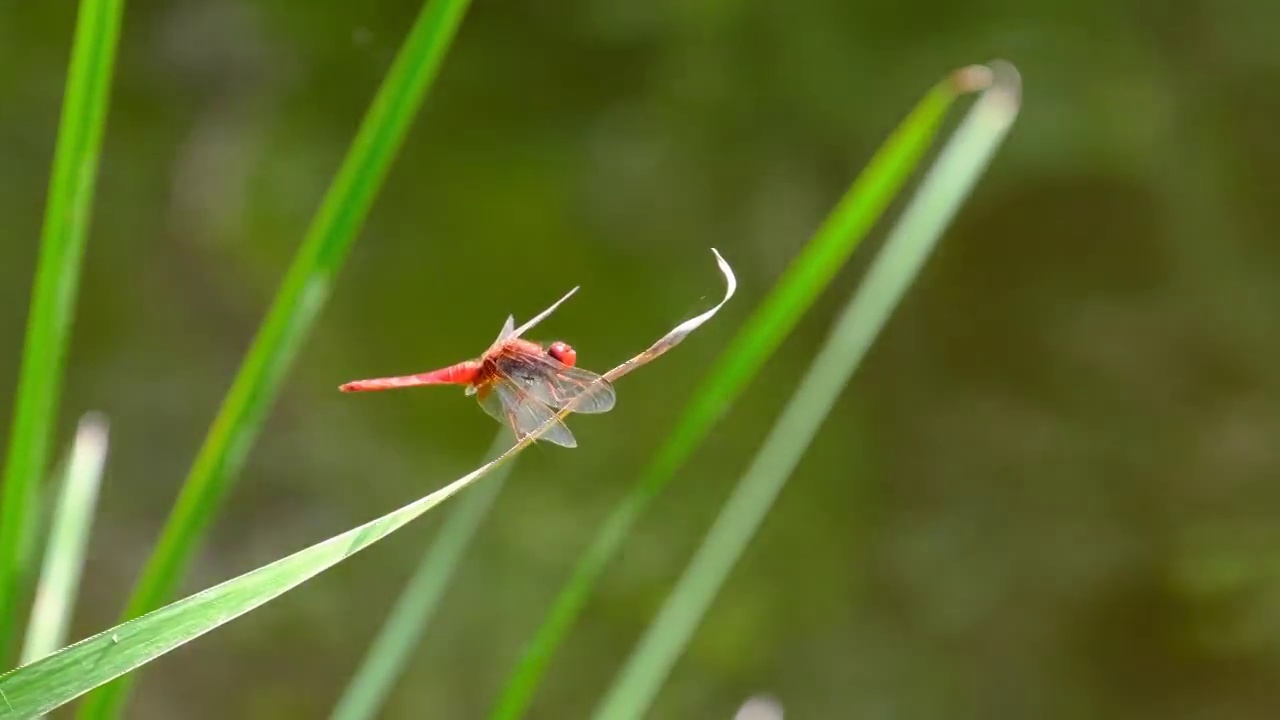 红色蜻蜓在绿色的自然河流的分支，特写视频素材