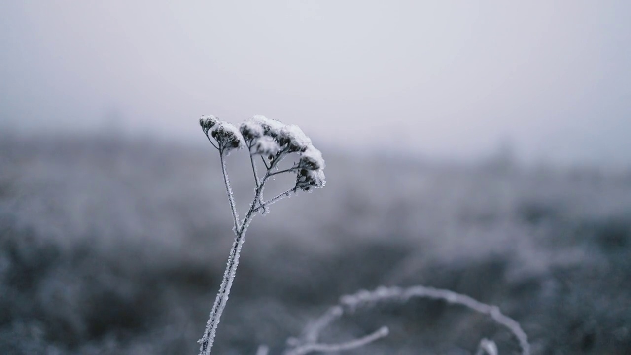 美丽的植物在冬天被寒冷、冰冻的草枝束缚。视频下载