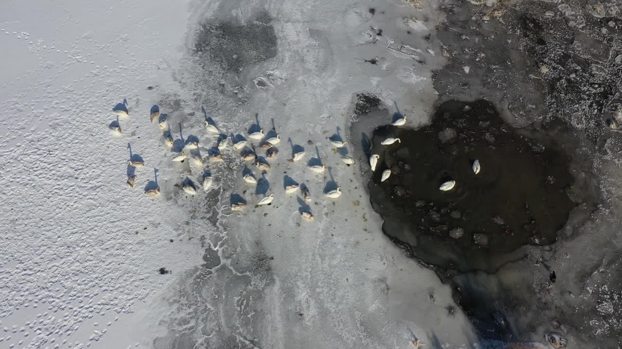 一群天鹅在白雪皑皑的天鹅上视频下载
