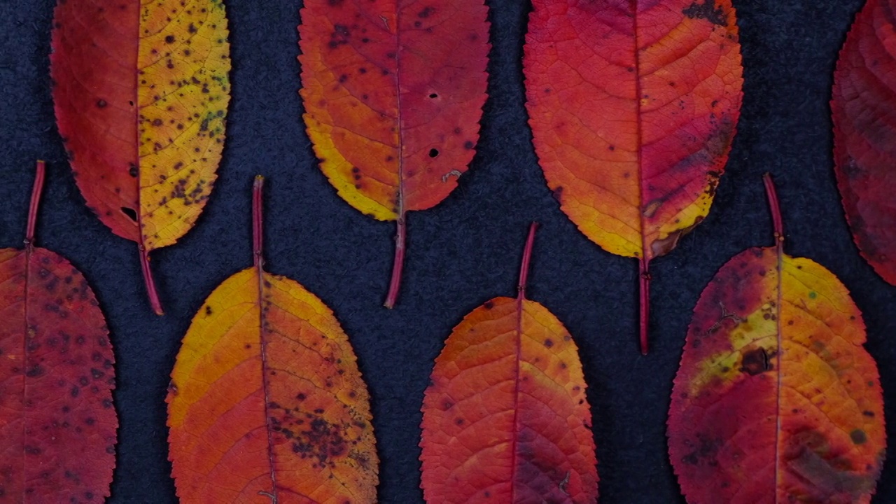 极简主义构图与秋天五彩缤纷的樱桃叶躺在一排黑色背景平躺视频下载
