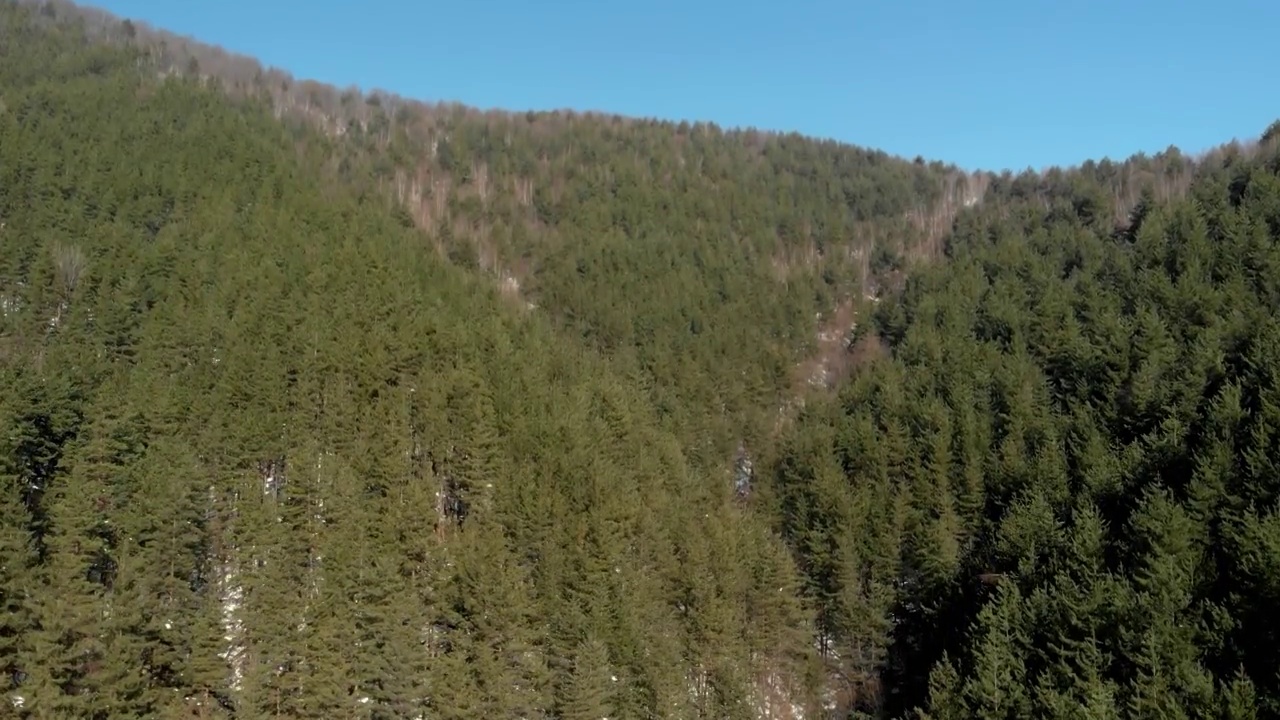飞越覆盖高山陡坡的针叶林62视频下载
