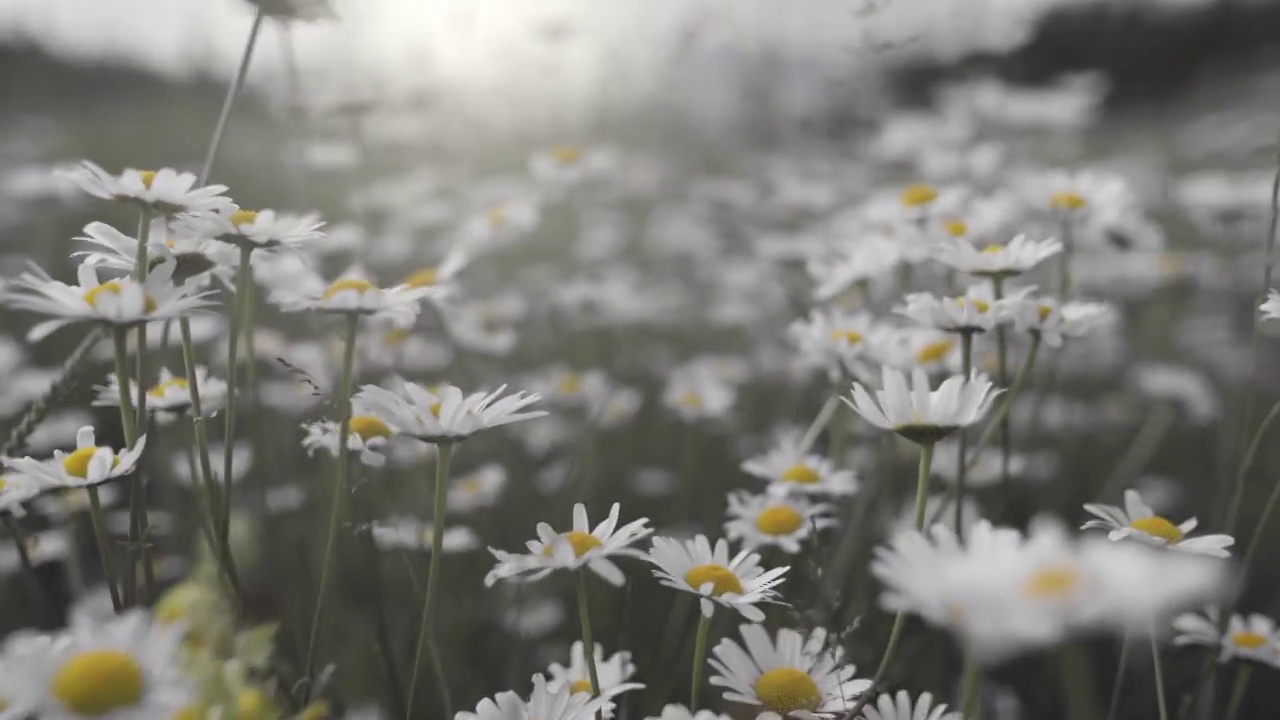 白色的雏菊在风中摇曳。万向节慢镜头拍摄的是风中娇嫩的黄白色花朵。夏天自然背景视频素材