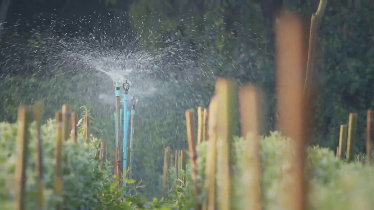 洒水器在花园里洒水。水对人类和农业都是有用的。田间喷灌系统工作。喷头旋转伴水溅。视频下载