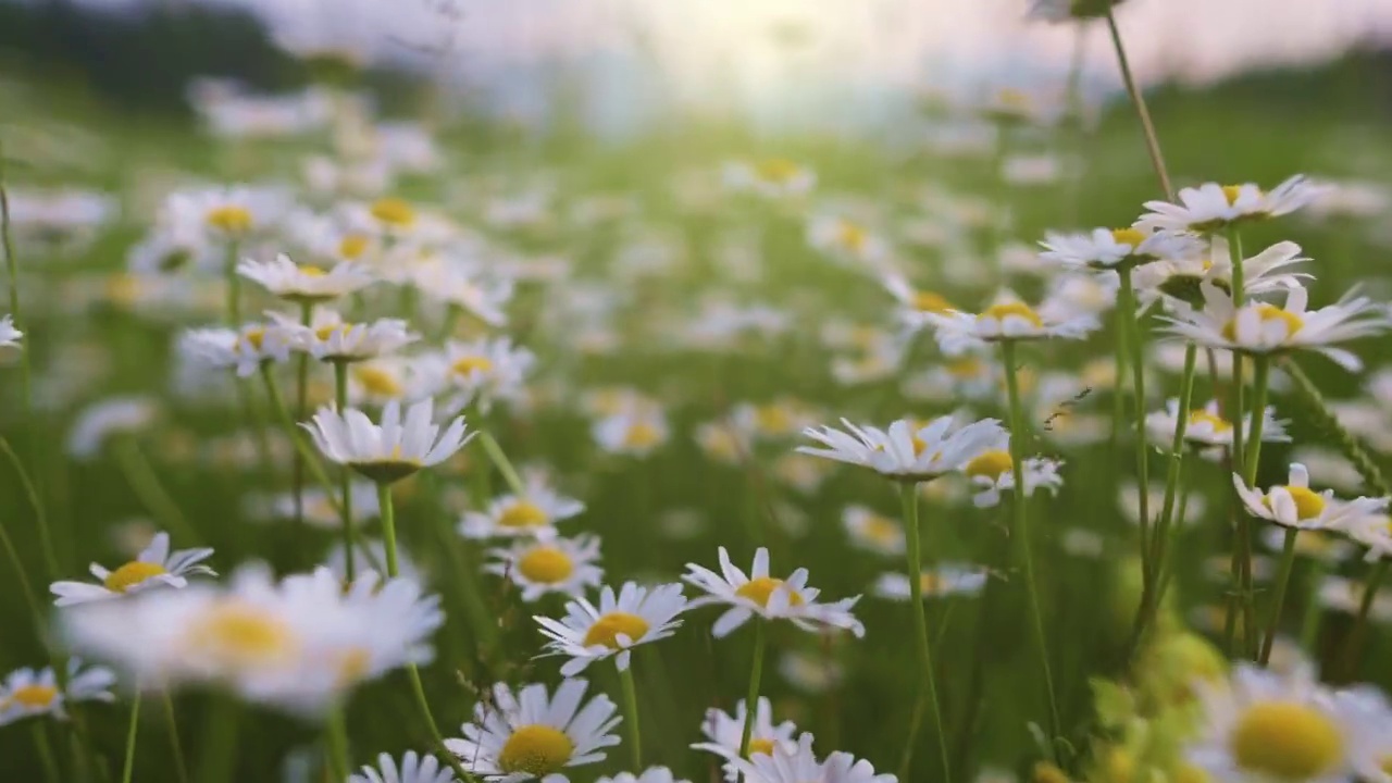 雏菊花在风中摇曳。在落日的余晖中，镜头在白色和黄色的雏菊之间移动。自然、花卉、春天、生物、动物、环境、生态系统。慢动作框架镜头视频素材
