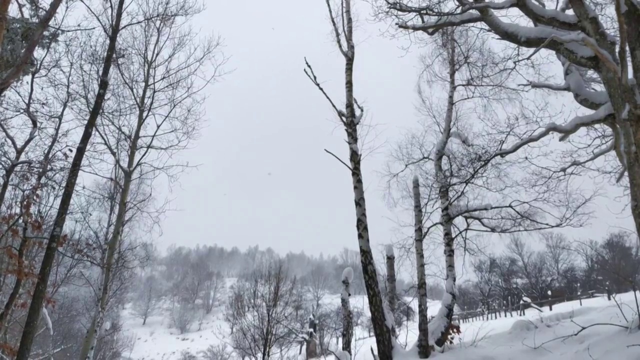 透过树叶和白雪覆盖的森林的全景视频素材