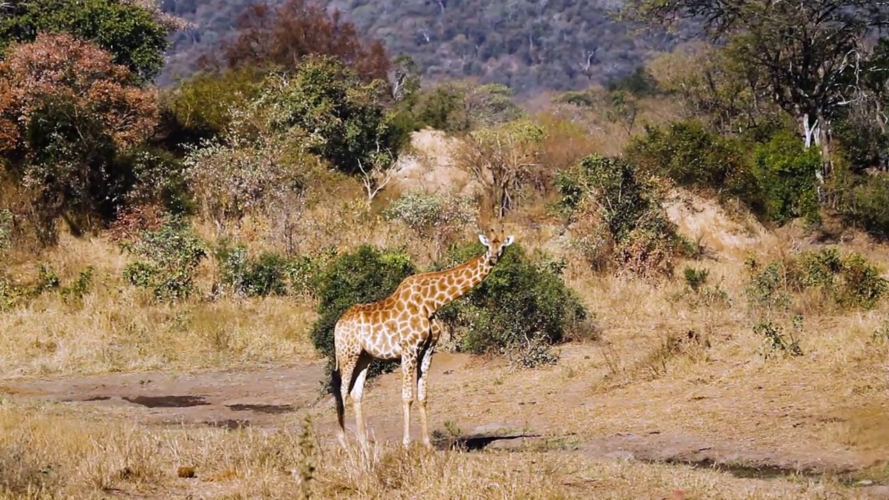 南非克鲁格国家公园的长颈鹿视频素材