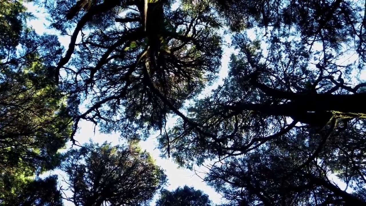 森林里神奇的树。从树上俯视。树旋转视频素材