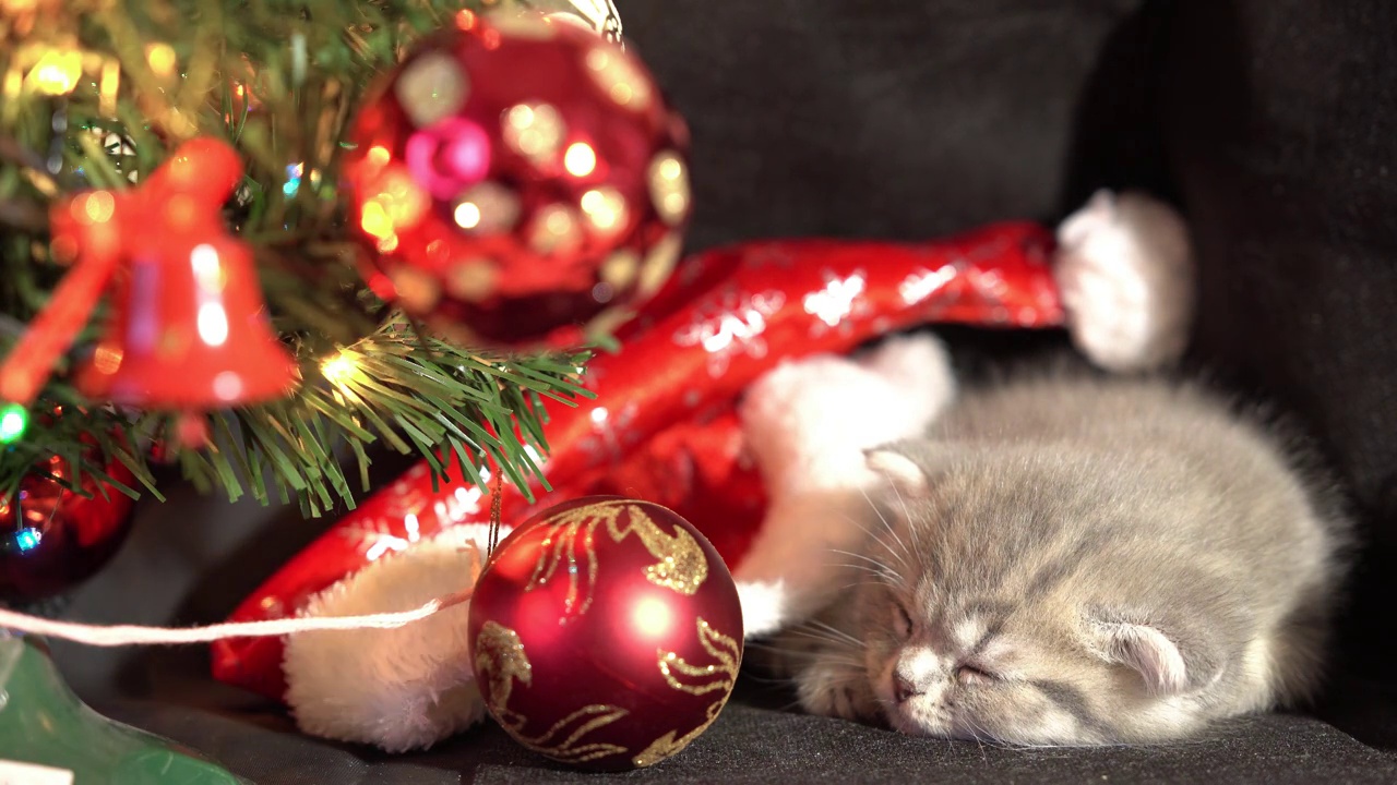 有趣的灰色小折苏格兰小猫小猫睡在黑色的背景上，圣诞装饰的背景上有一个圣诞球。视频素材
