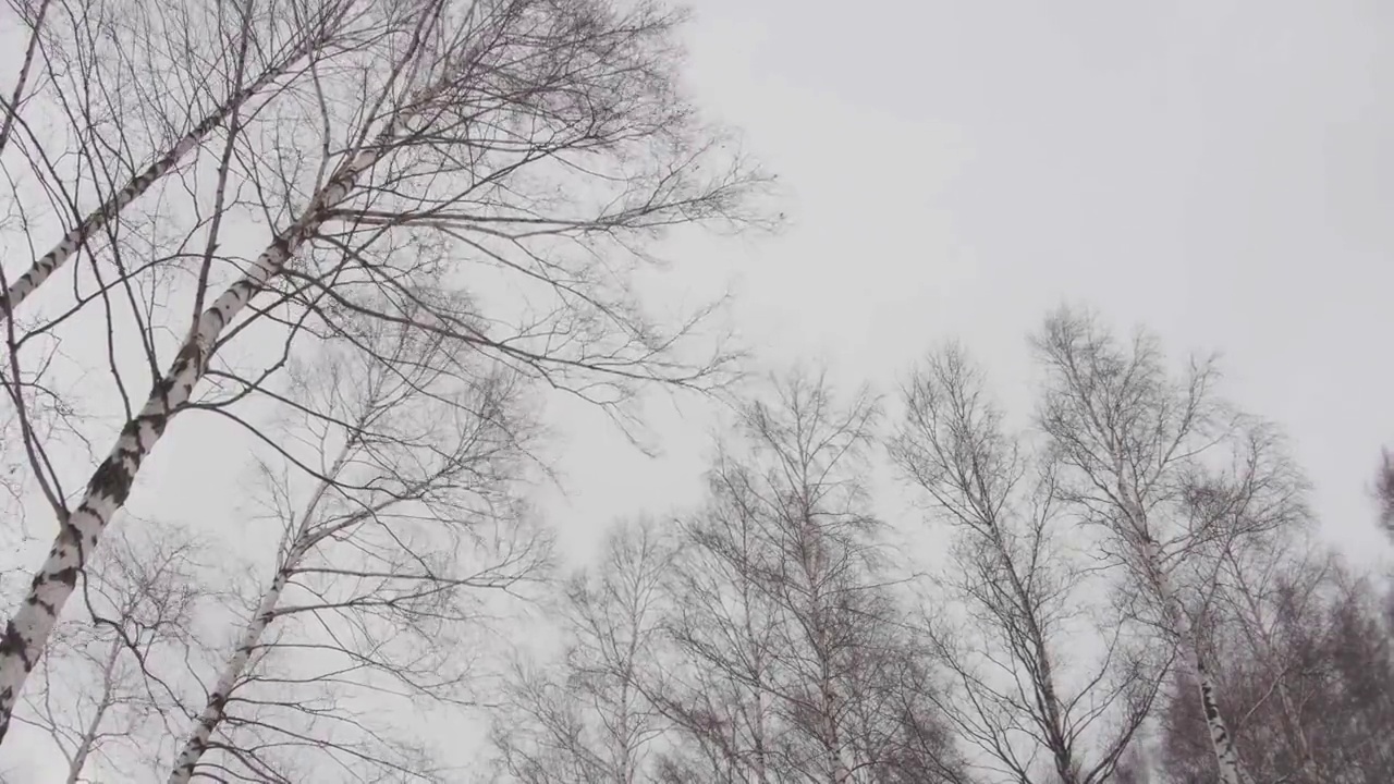 风和暴风雪吹在森林边缘高高的脸颊上光秃秃的树枝上视频素材