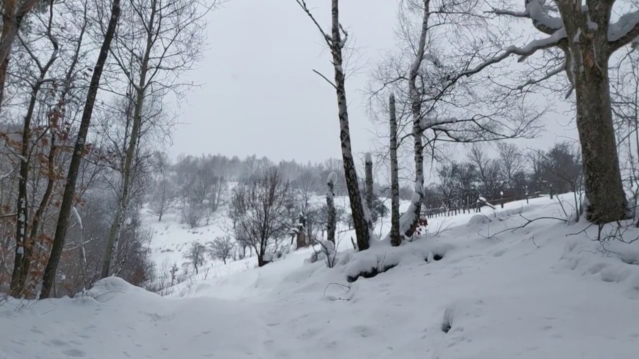 大片的雪花落在落叶林边缘的冬季景观05视频素材