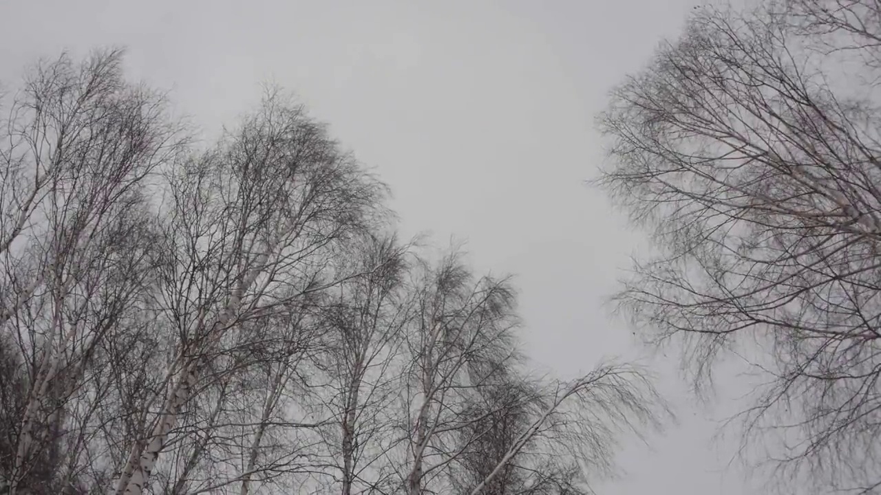 高大的桦树的树枝在寒冷的冬风的敲打下摇曳视频素材