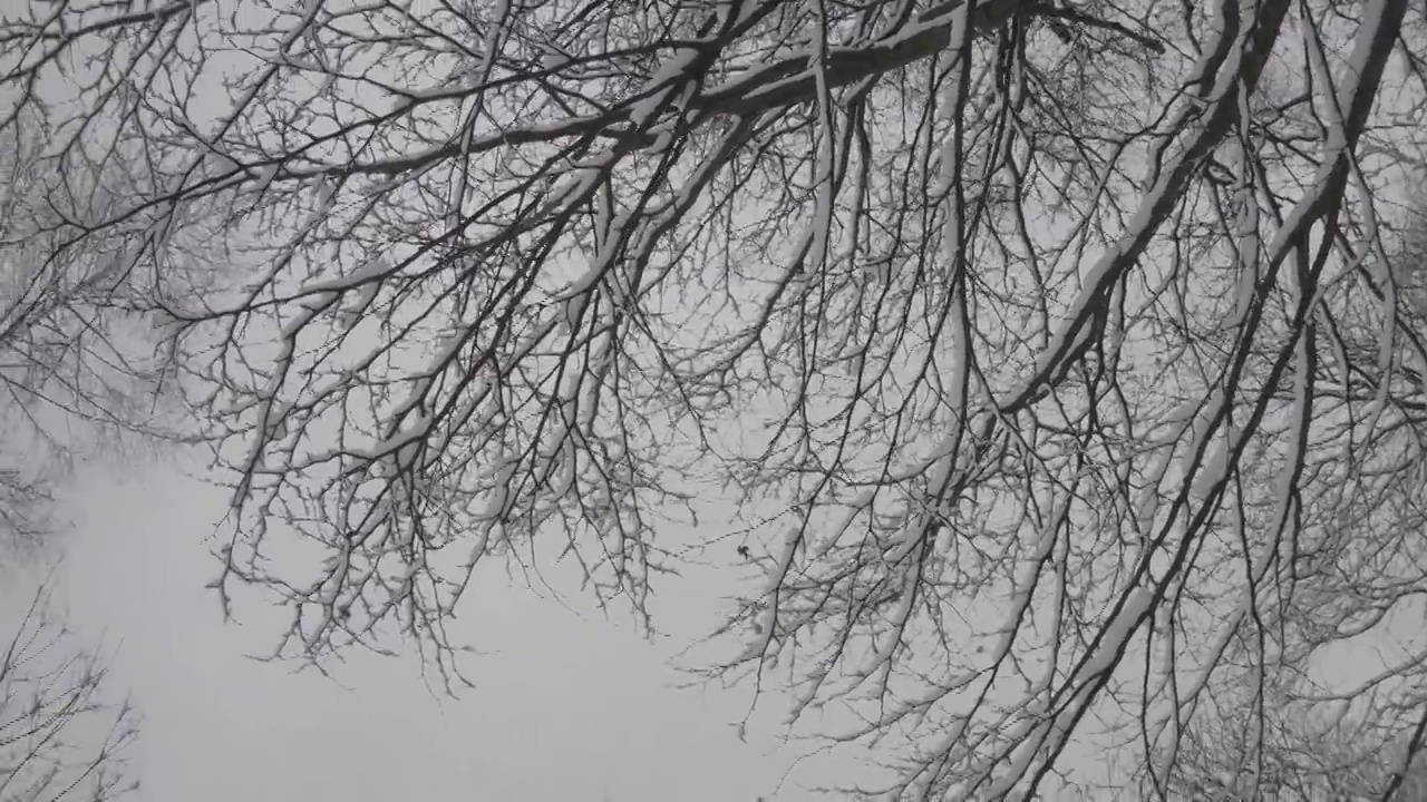 旋转的全景图，头顶上一棵被雪覆盖的树枝，投射在铅灰色的天空上视频素材