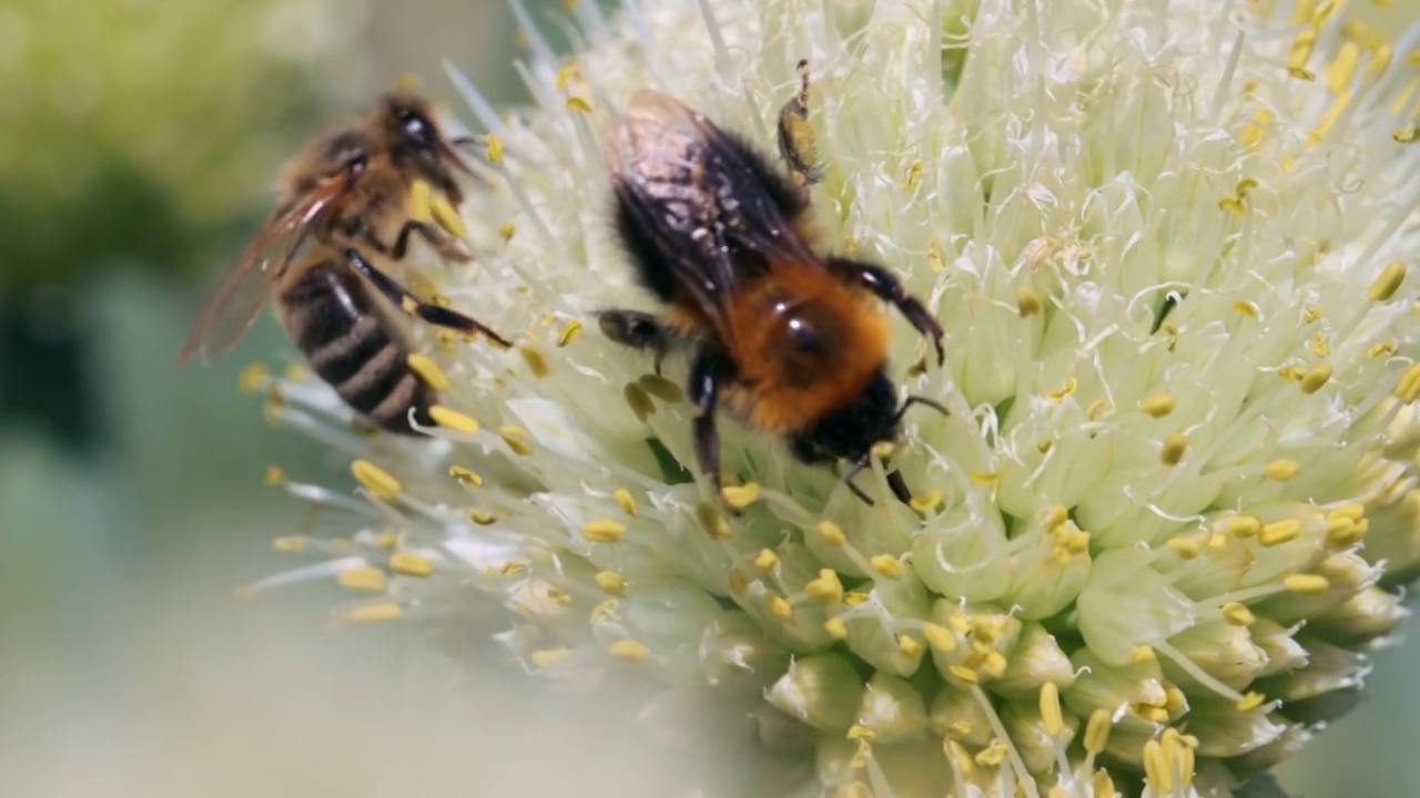 蜜蜂和大黄蜂在采集花蜜和花粉视频下载