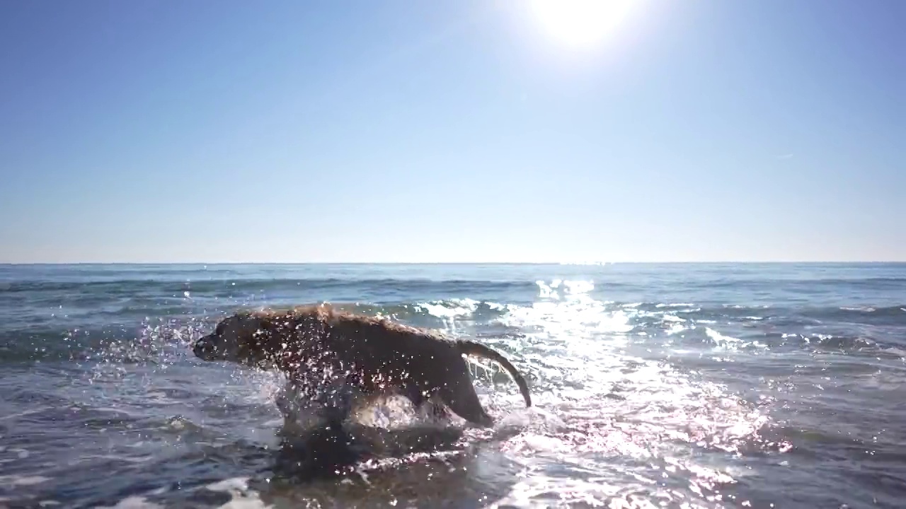 慢镜头，一只年轻的金毛寻回犬在沙滩上奔跑视频素材