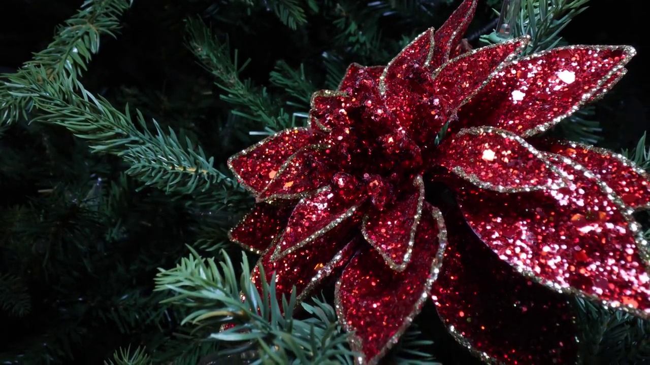 圣诞装饰4K视频与顺利推出与红色一品红在树上视频素材