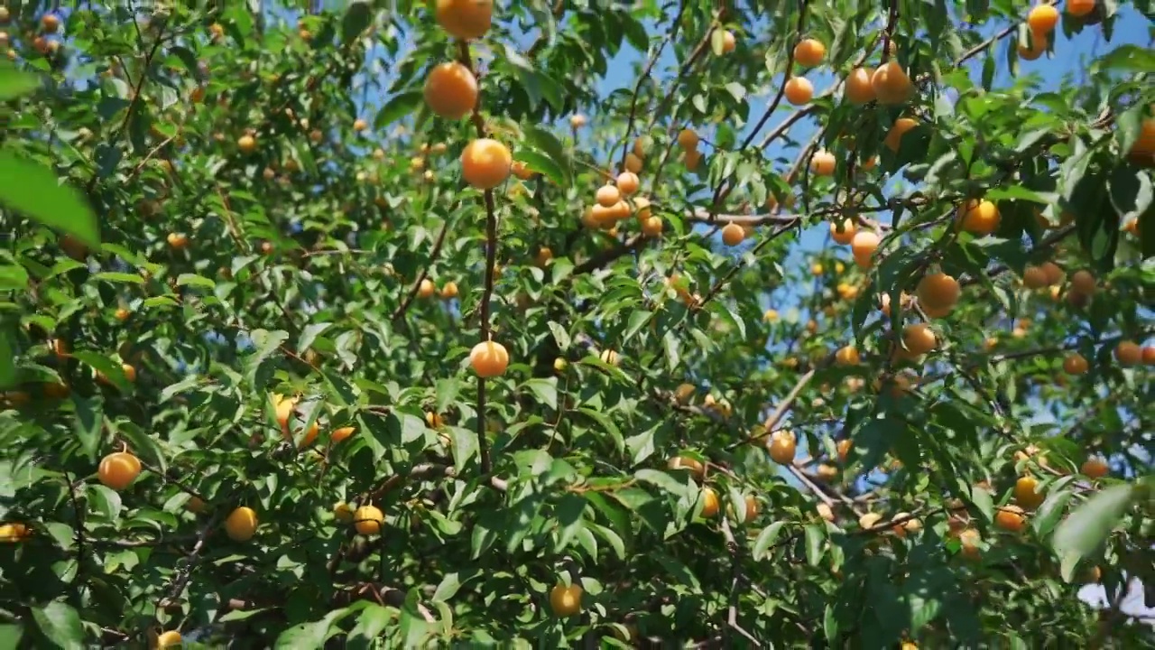 树枝上有许多成熟的浆果视频下载