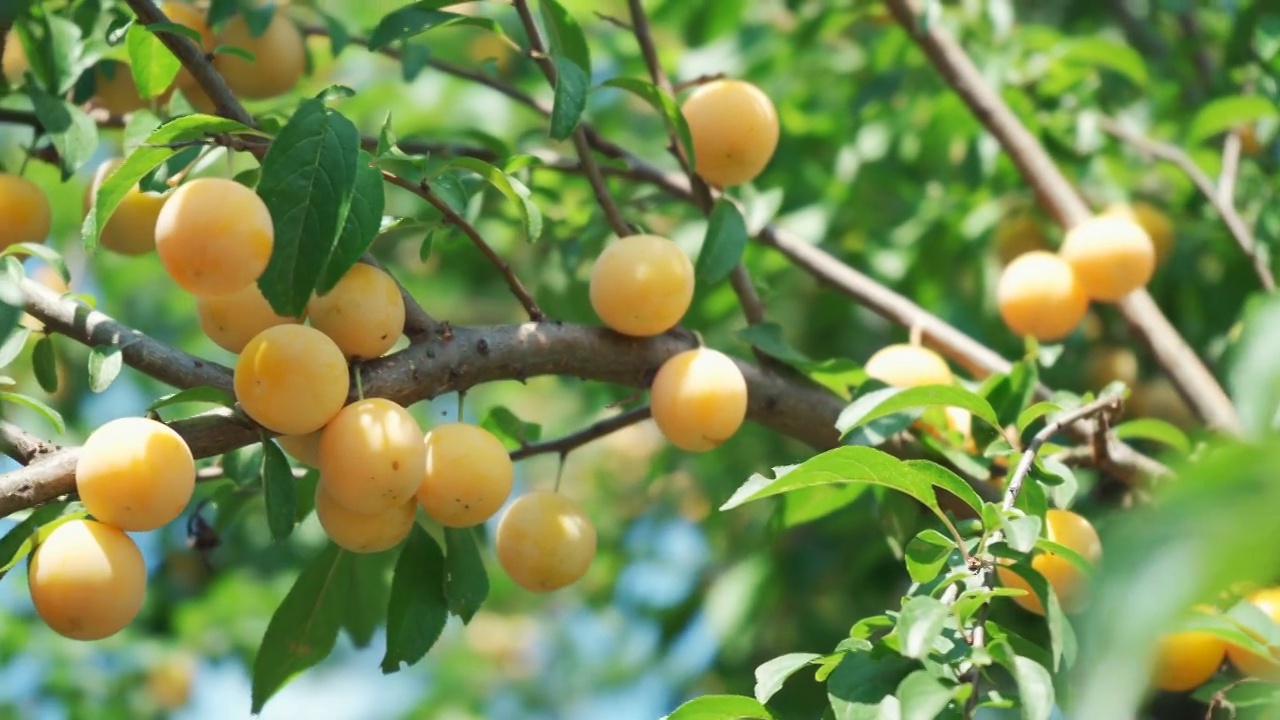 树枝上有许多成熟的浆果视频下载