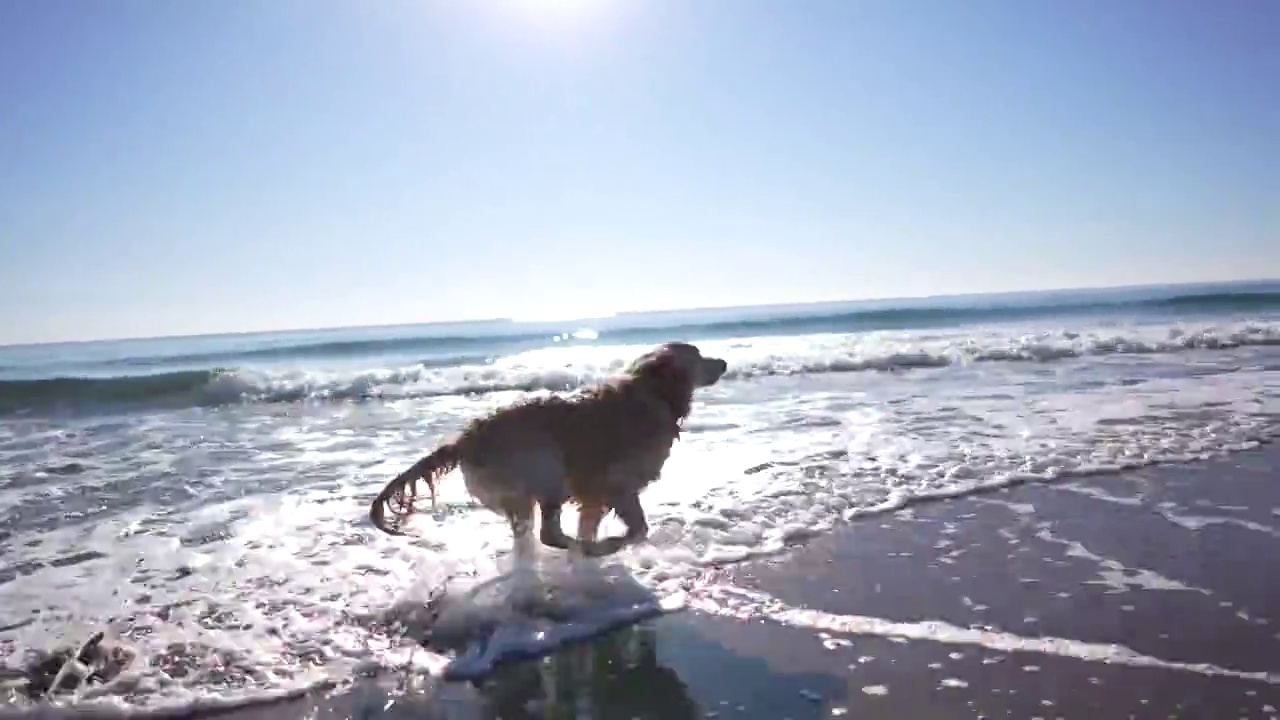 一只年轻的金毛寻回犬在沙滩上奔跑视频素材