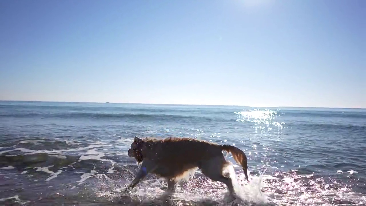 慢镜头，一只年轻的金毛寻回犬在沙滩上奔跑视频下载