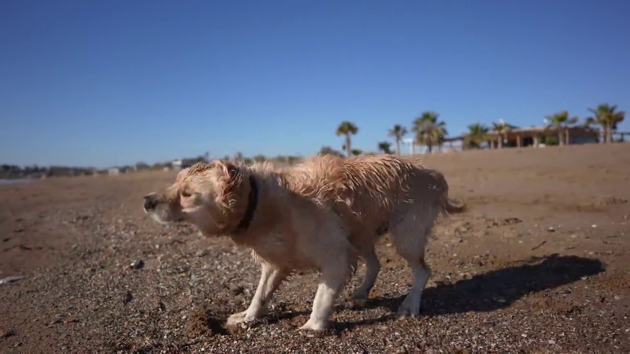 慢动作的金毛寻回犬在海滩游泳后抖落水视频下载