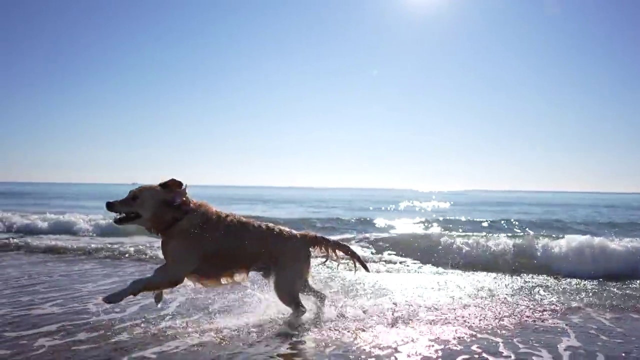 慢镜头，一只年轻的金毛寻回犬在沙滩上奔跑视频素材