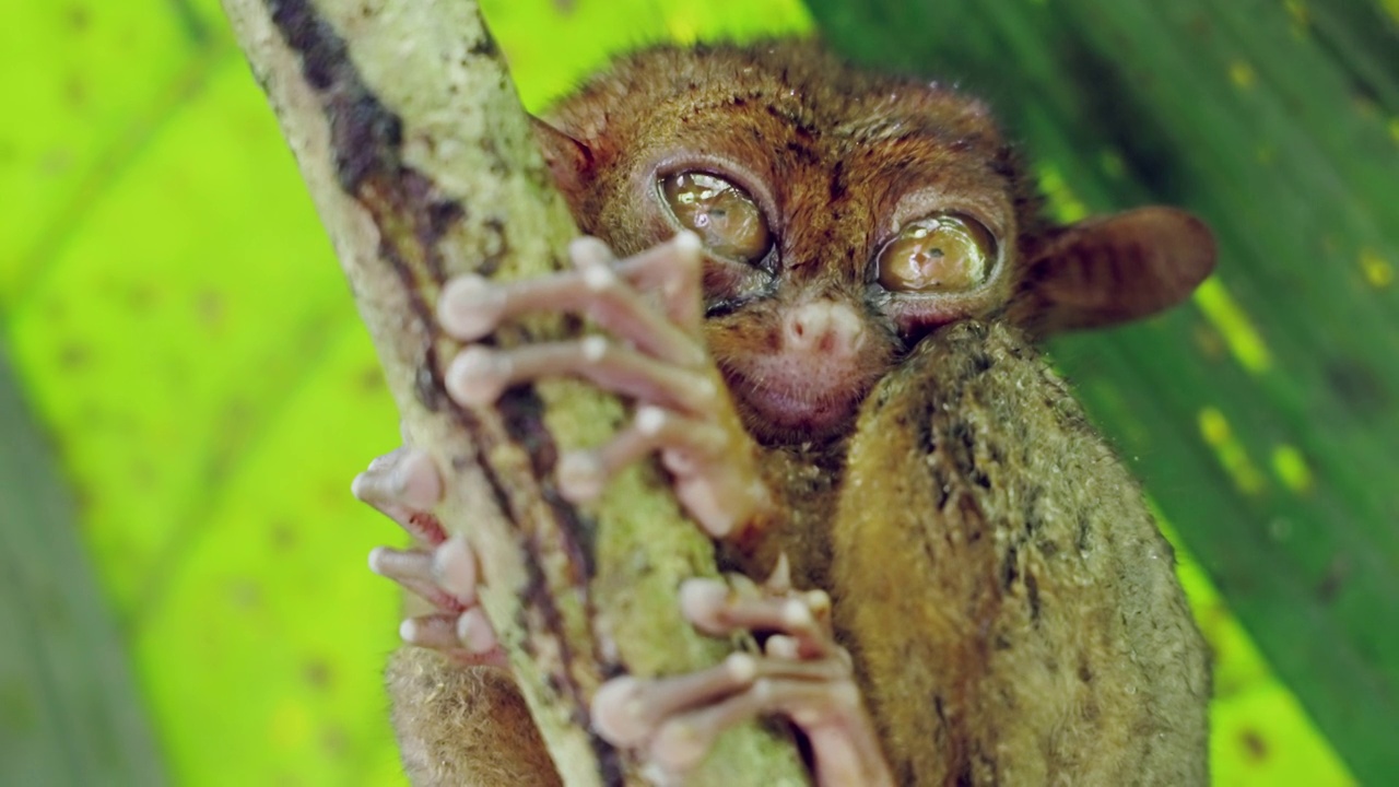 眼睛睁开的眼镜猴的特写，菲律宾视频素材