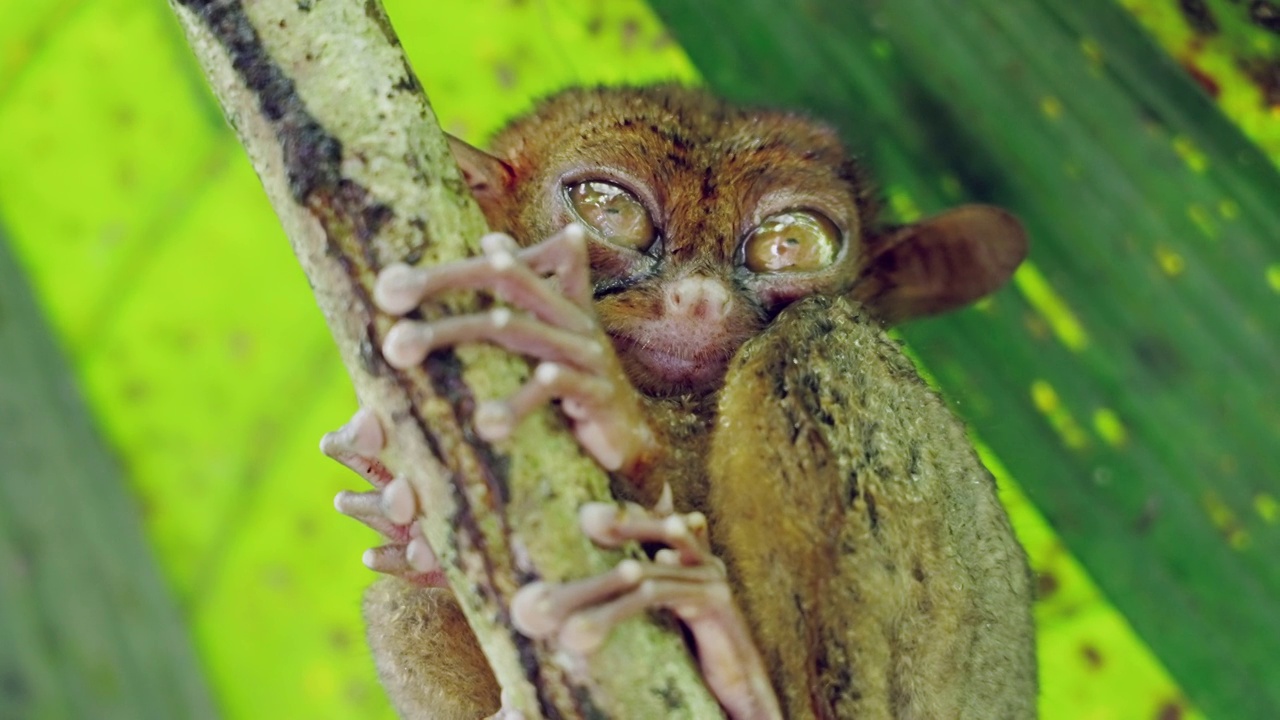 眼睛睁开的眼镜猴的特写，菲律宾视频素材