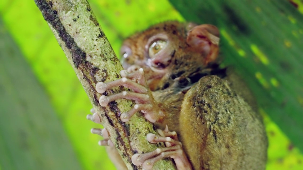 眼镜猴的眼睛睁着的特写镜头视频素材