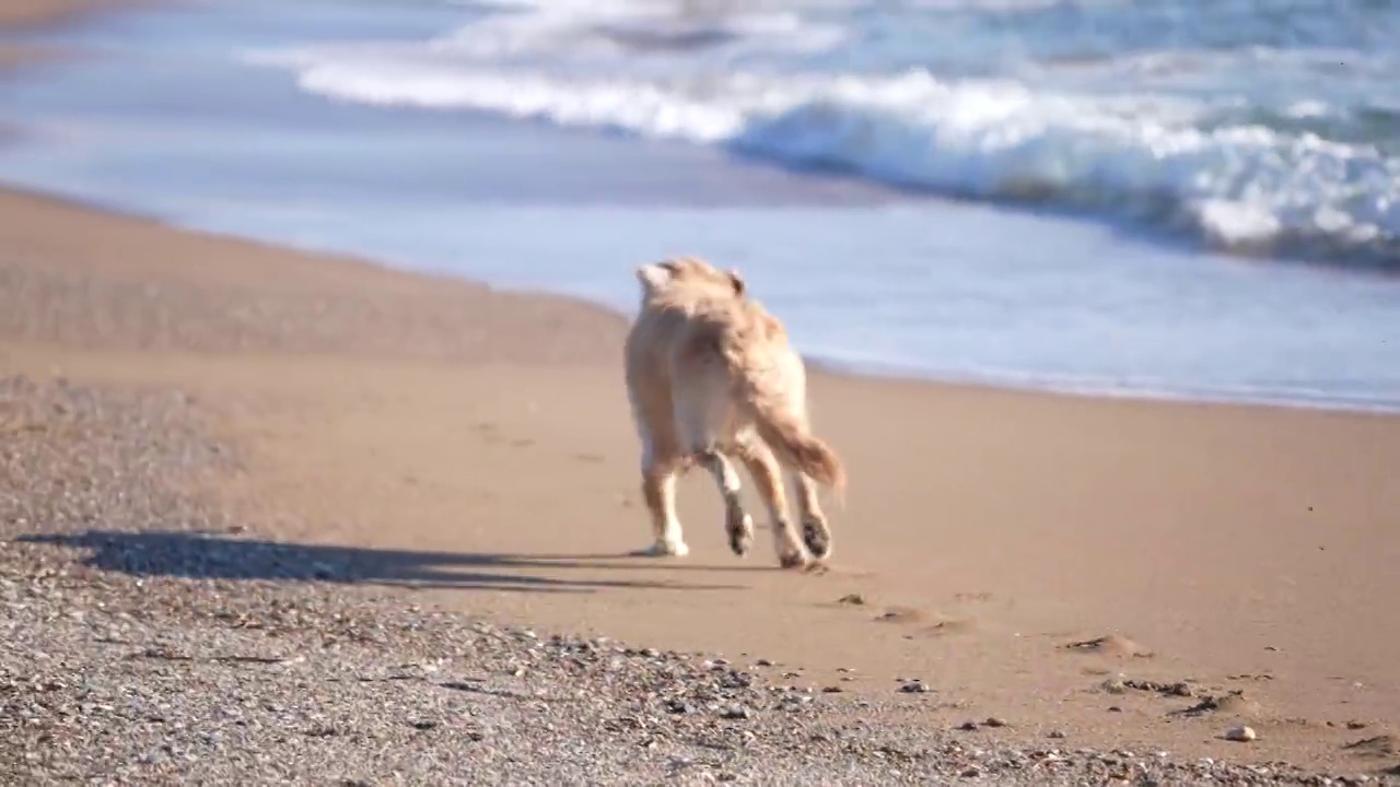 慢镜头后视镜金毛猎犬在沙滩上奔跑视频素材