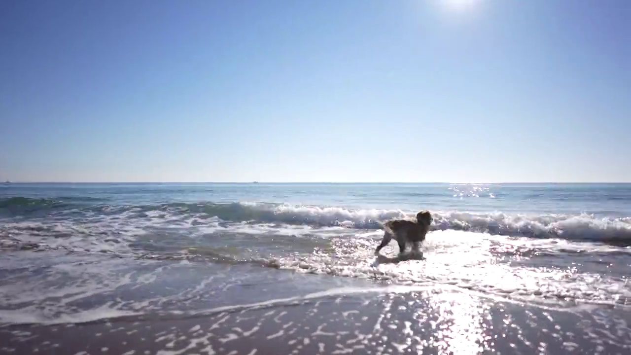 美丽的雄性金毛寻回犬在海滩享受一天。视频素材