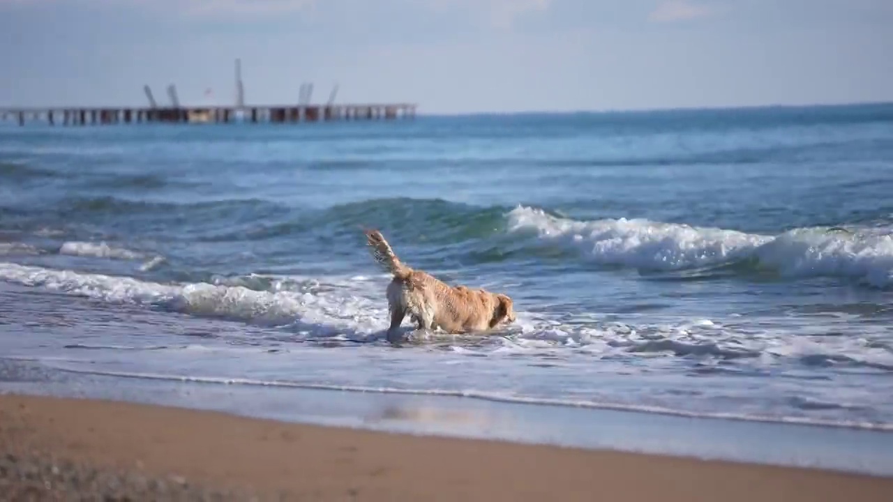 金毛寻回犬在沙滩上玩耍视频下载