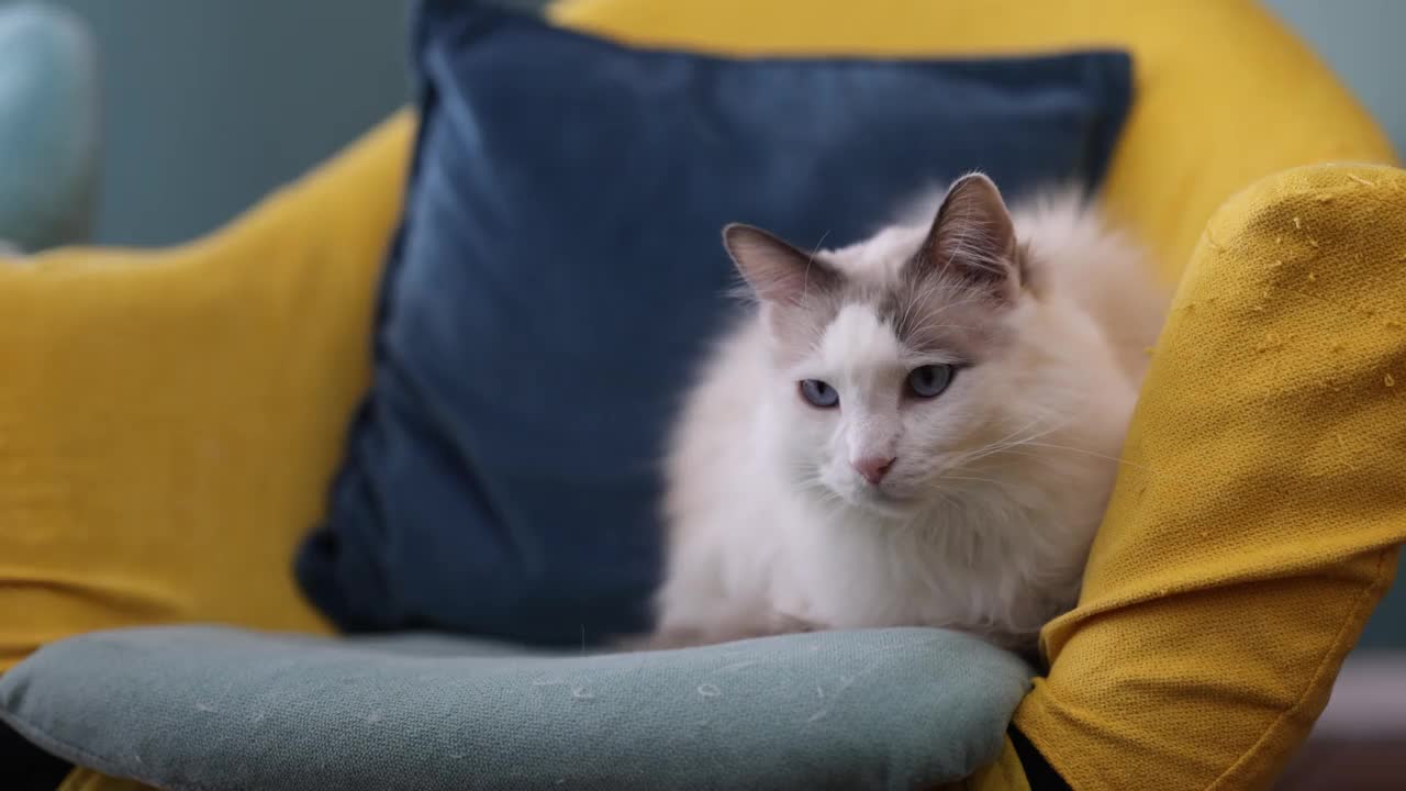 布娃娃猫在沙发上视频素材