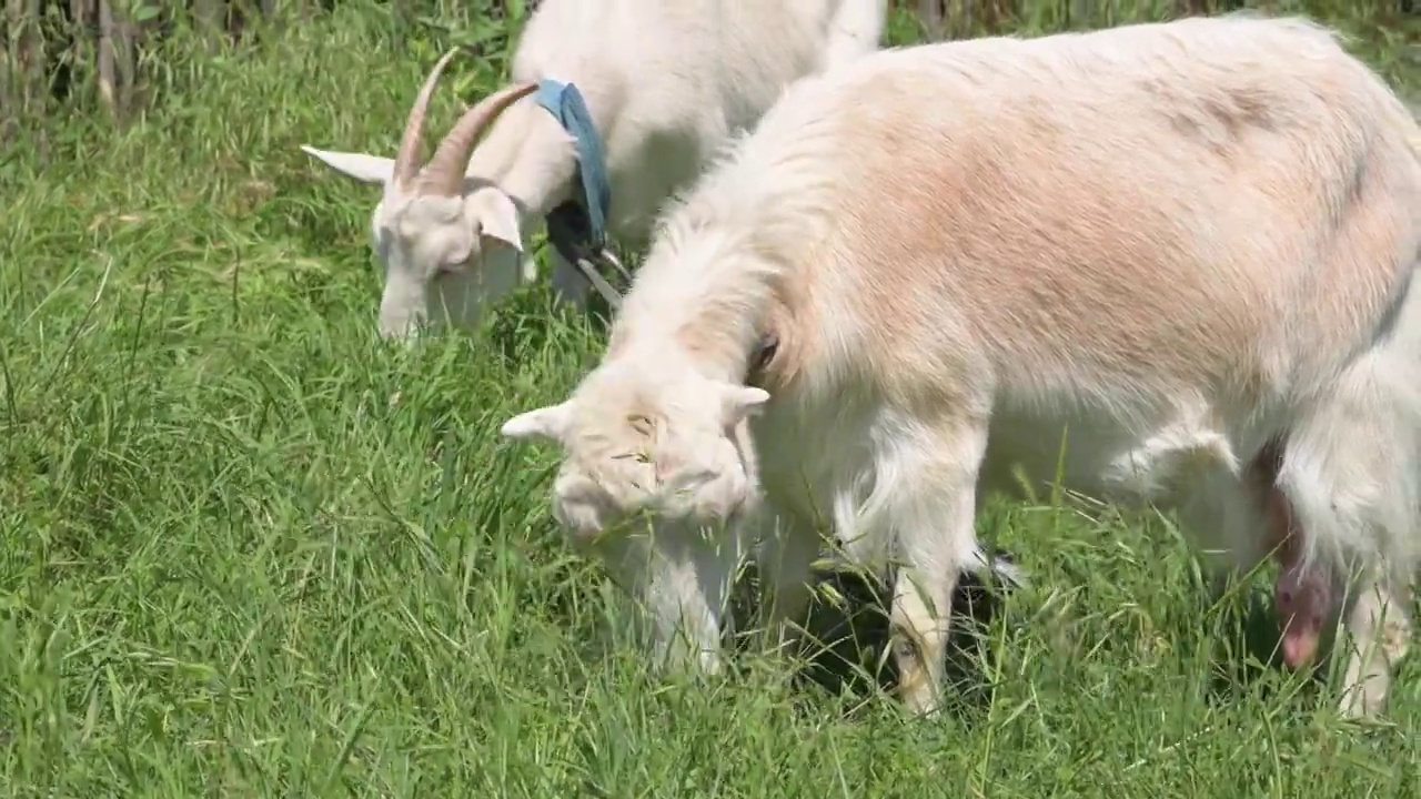 在一个阳光明媚的日子里，两只戴着项圈的白羊在乡村栅栏旁的绿草地上吃草。农业和畜牧业的概念特写视频下载