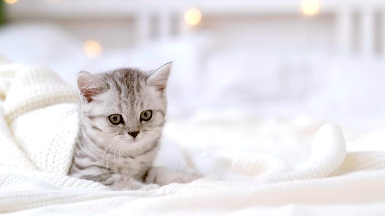 有趣可爱的苏格兰折耳小猫躺在白色的床上，圣诞彩灯作为背景。概念可爱的宠物猫视频素材