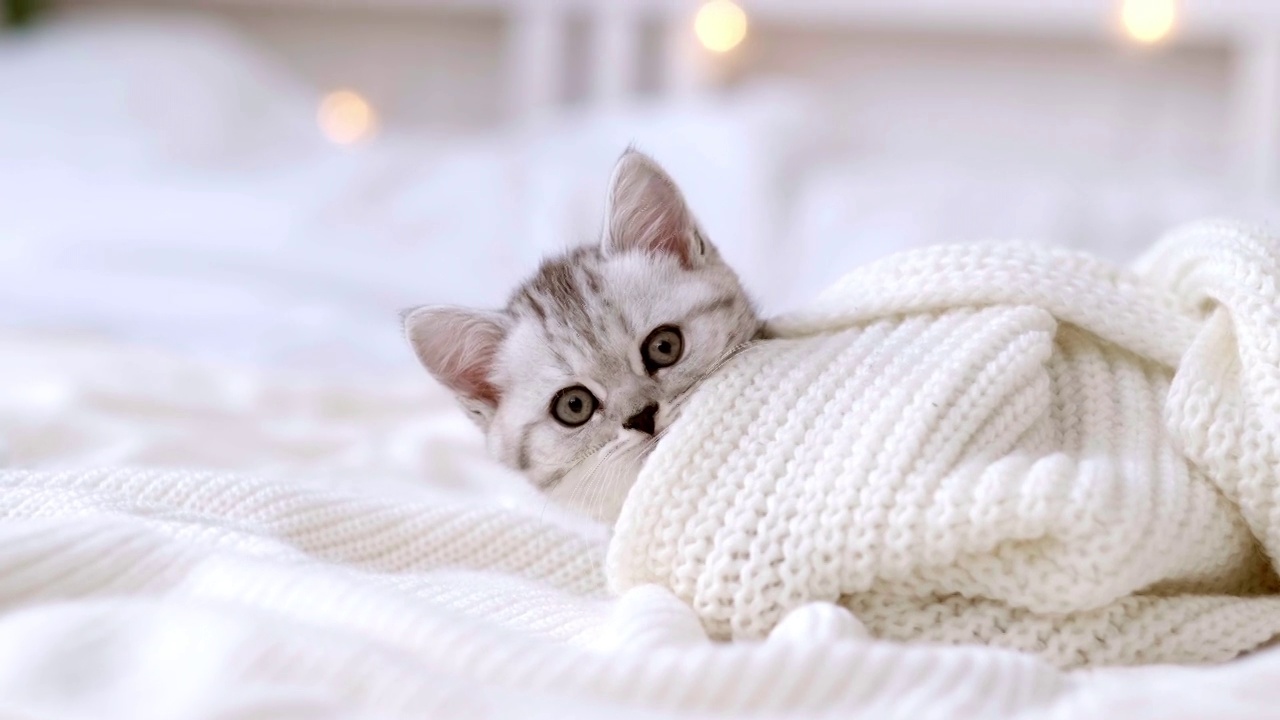有趣可爱的苏格兰折耳小猫躺在白色的床上，圣诞彩灯作为背景。概念可爱的宠物猫视频素材