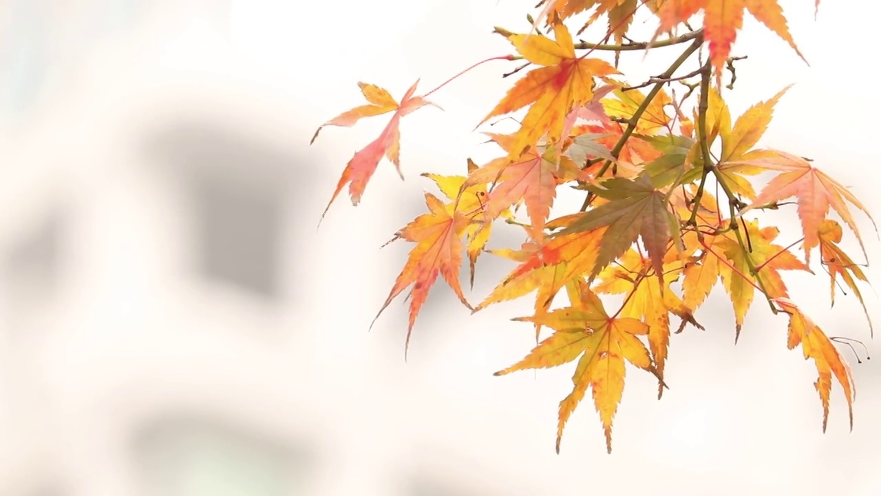 东京大都会千代田区丸之内
秋天的落叶视频素材