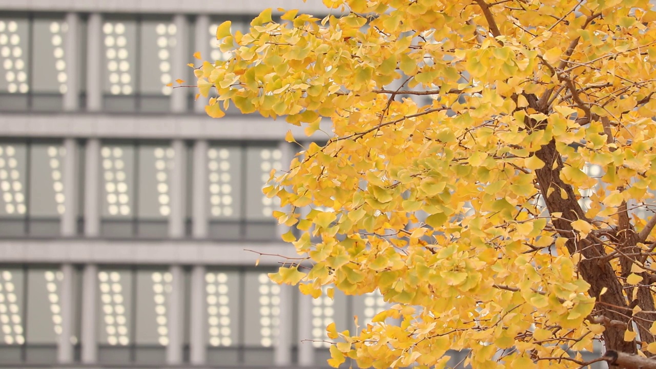 东京大都会千代田区丸之内
秋天的落叶视频素材