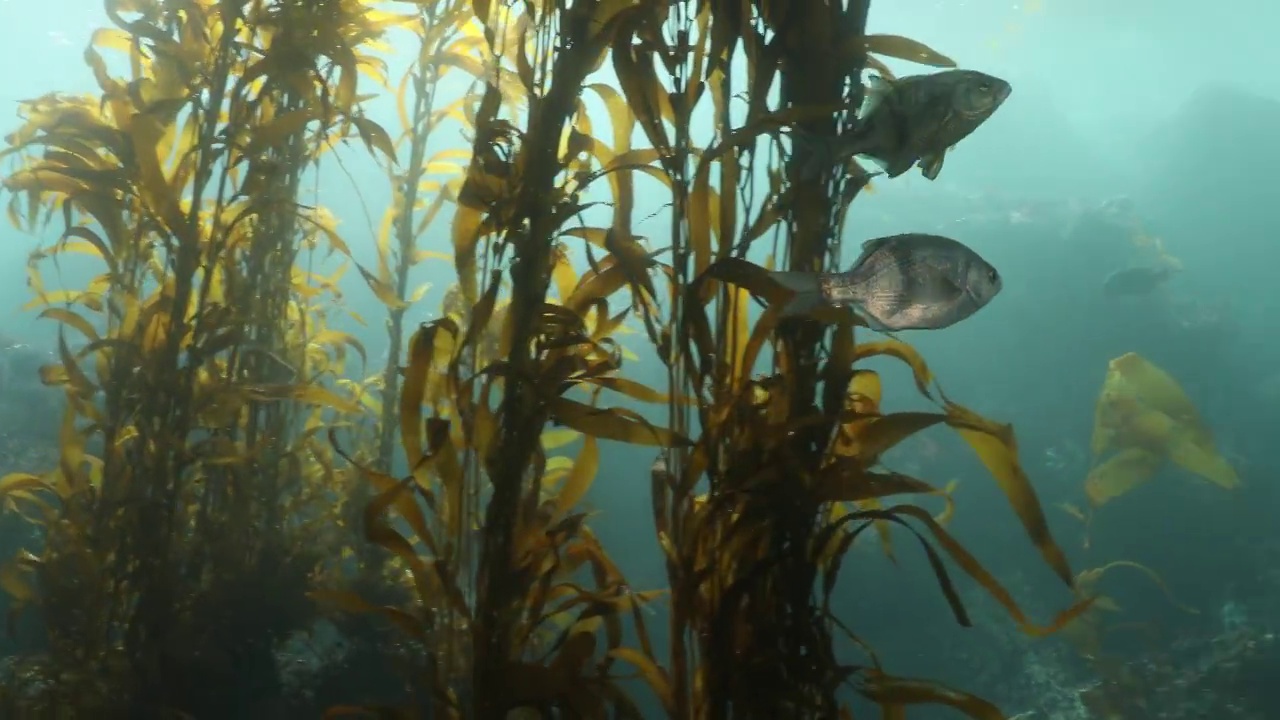 海带森林里的鱼视频素材