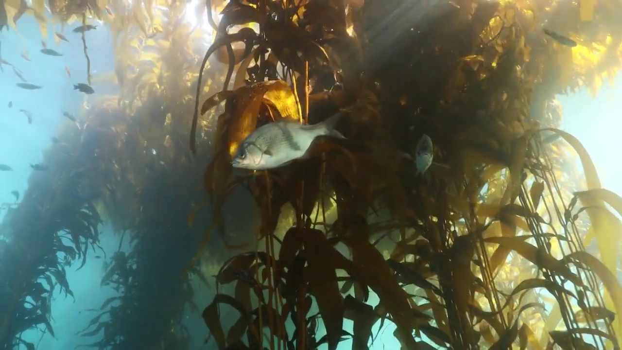 海带森林里的鱼视频素材