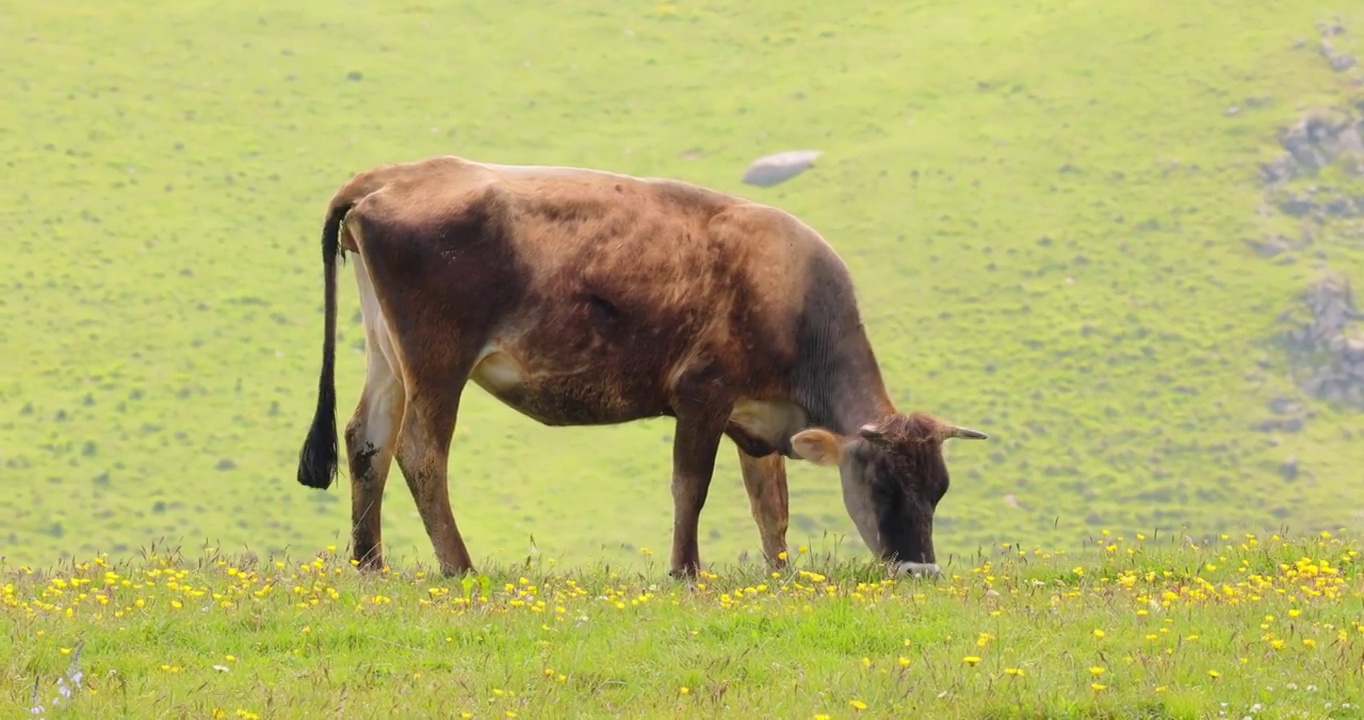 牛群一起在田野里吃草。母牛跑进镜头。视频素材