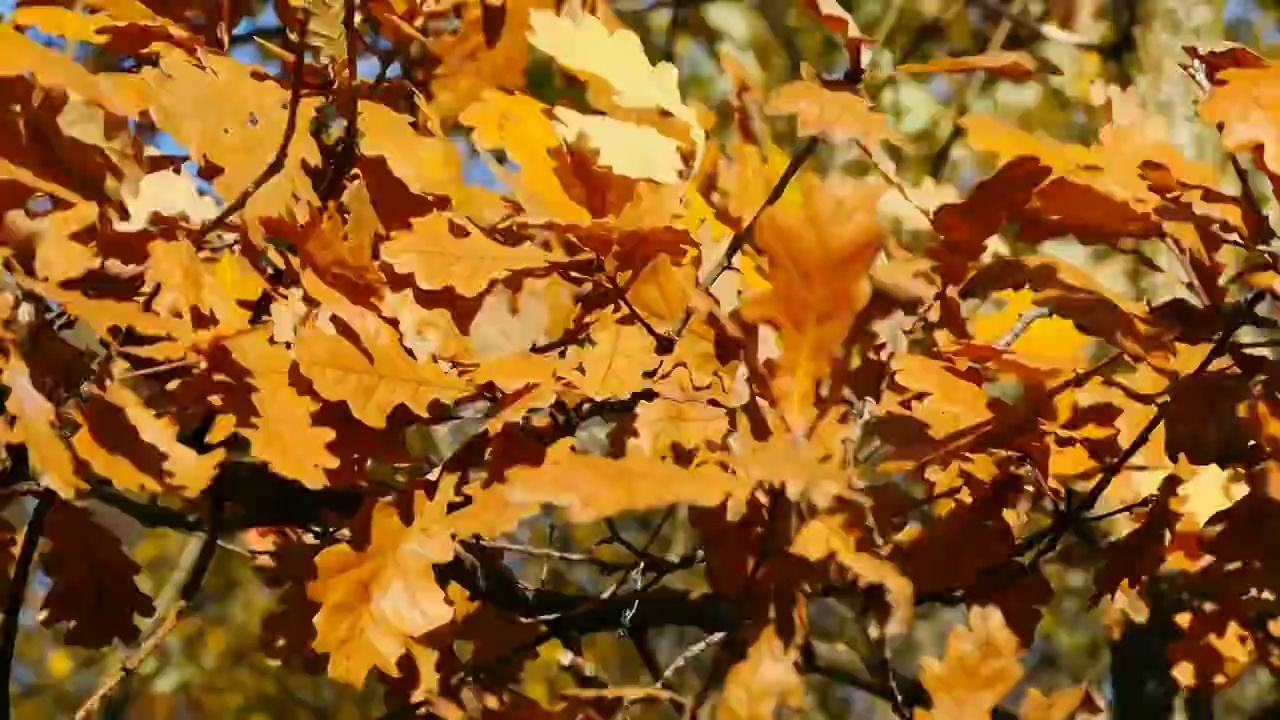 秋天的橡树叶变黄了视频素材