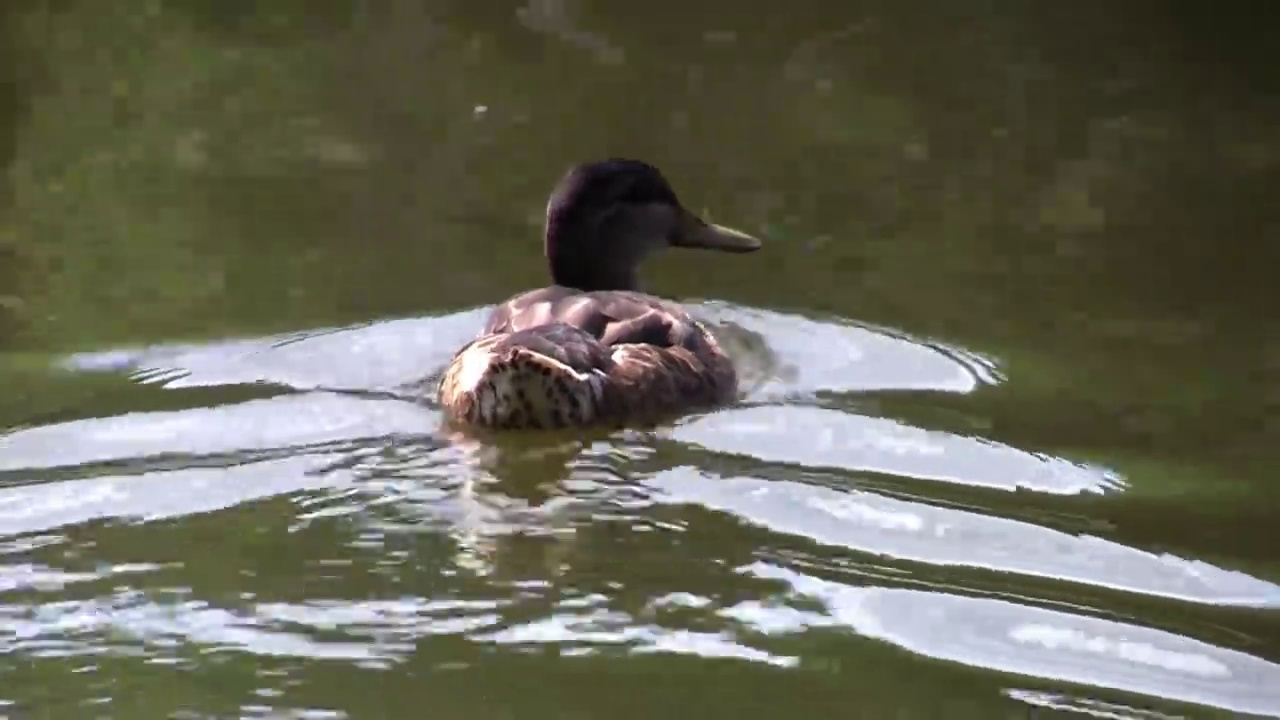 棕色的鸭子在泥泞的水中游得很快视频下载